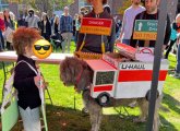 Dog dressed as a peeled-back U-Haul