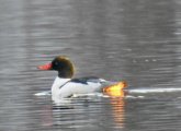 Duck with its butt seemingly on fire