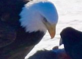 Eagle and crow face off over freshly dead deer