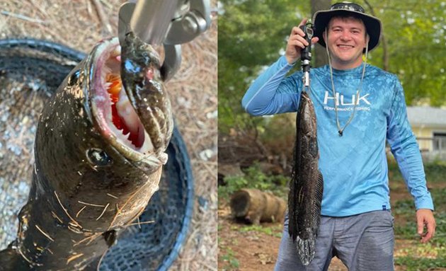 Snakehead and the guy who caught it