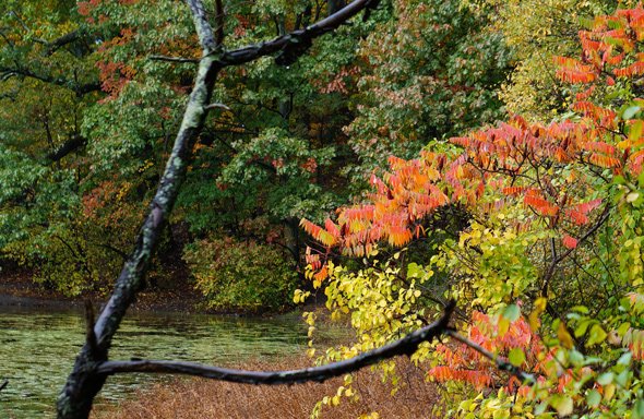 Ward's Pond in the fall