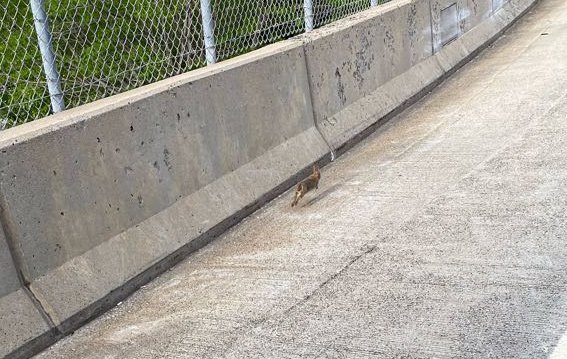 Rabbit on the Leverett Connector