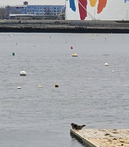 Seal on a dock in Dorchester Bay