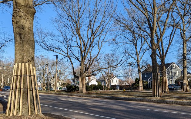 Trees with protective wooden hula skirts on VFW Parkway