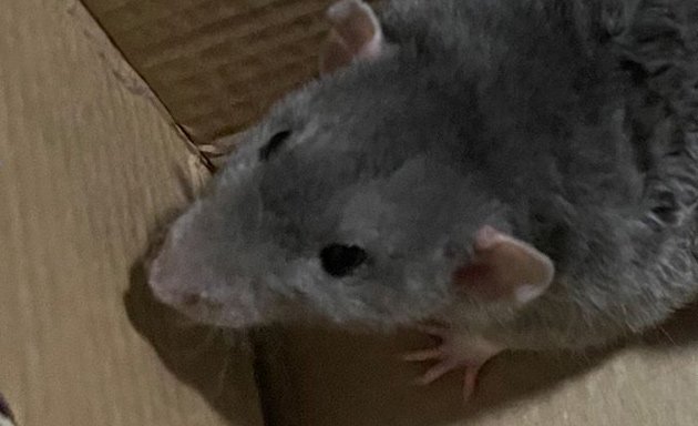 Jerry the rat