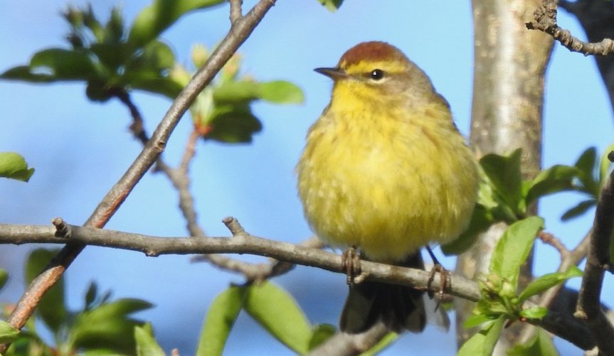 Plump warbler