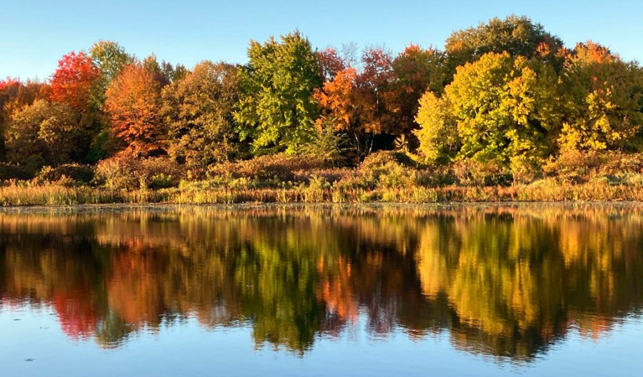 Trees along the Charles