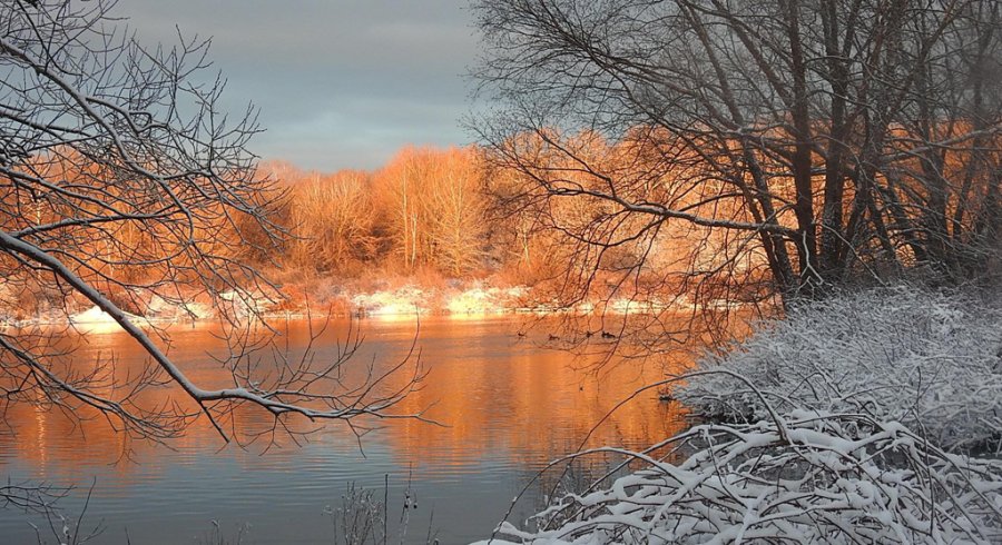 Golden trees at sunrise along the Charles River