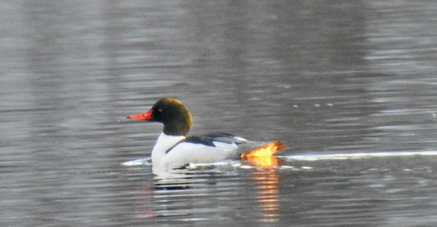 Duck with its butt seemingly on fire