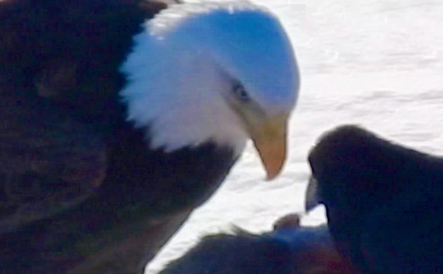 Eagle and crow face off over freshly dead deer