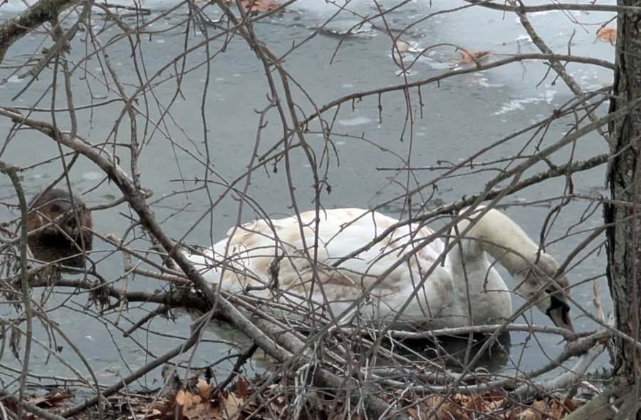 Marble the swan yesterday