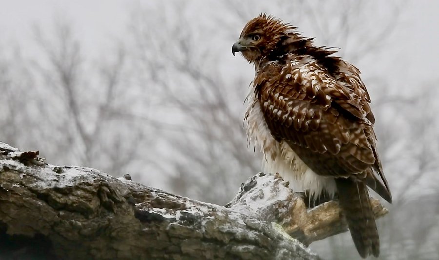 Red-tailed hawk after the snow in Millennium Park