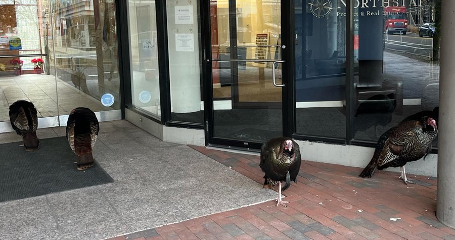 Mob of turkeys outside a Cambridge office building