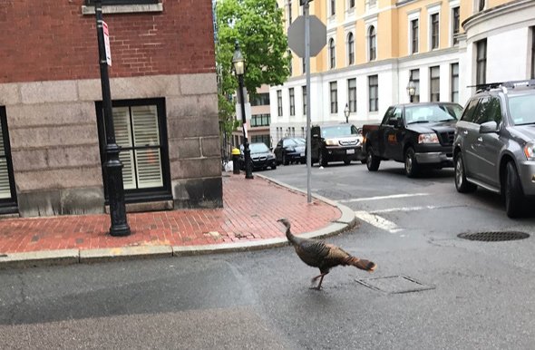 Turkey on Beacon Hill