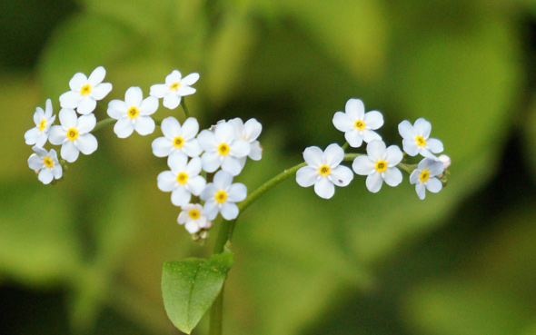 Flowers at Wards Pond