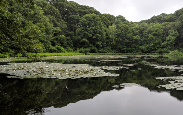 Wards Pond