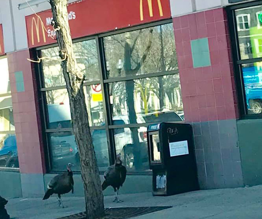 Turkeys in Egleston Square