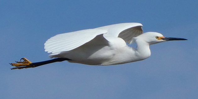 Egret in flight