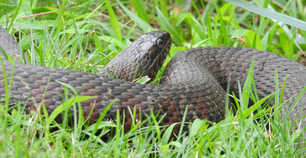 Northern water snake