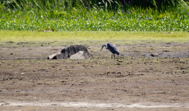 Heron by a rock