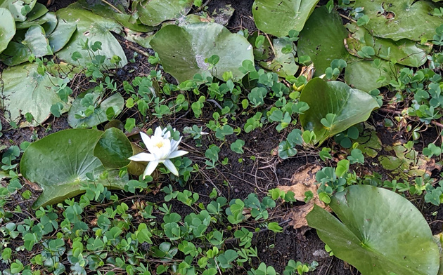 Water lily in mud