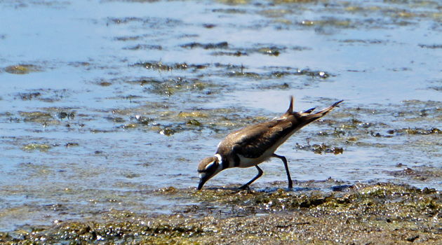 Shore bird