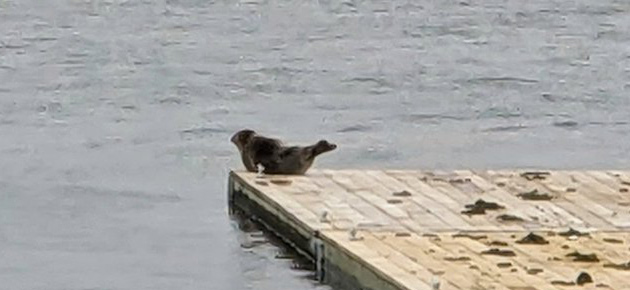 Seal closeup