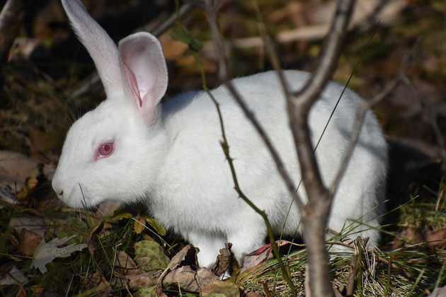 Big fluffy white rabbit