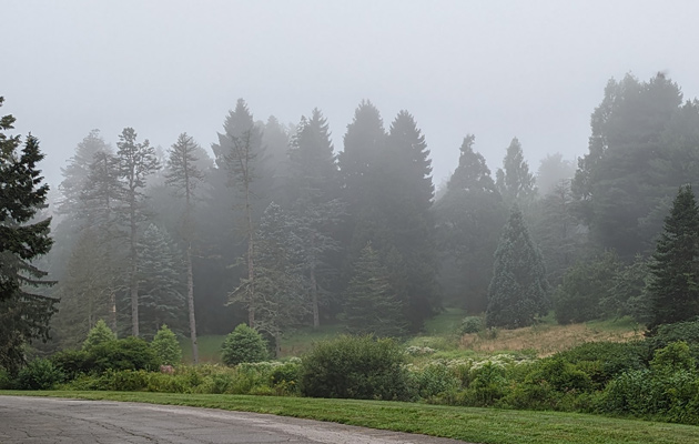 Tall pine trees in fog in the Arboretum