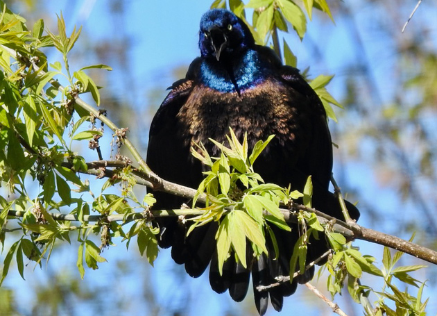 Common grackle